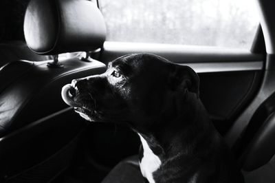 Close-up of dog sitting in car