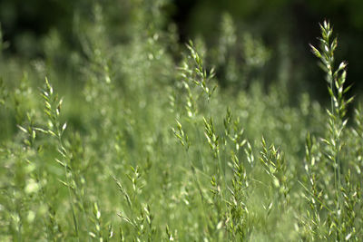 Close-up of grass on field