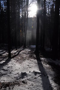 Trees in forest