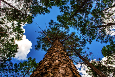 Low angle view of trees against sky