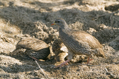 Side view of a bird on rock