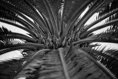 Close-up of palm trees