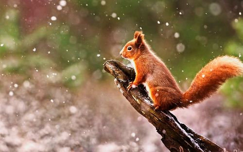 Squirrel on a tree