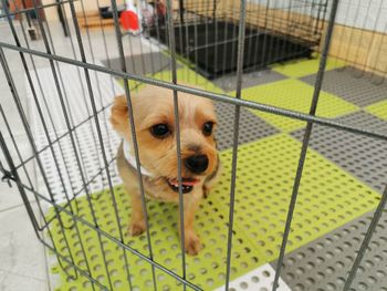 High angle view of dog in cage