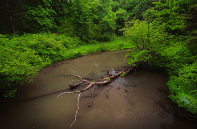 High angle view of river amidst trees in forest