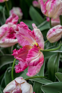 Close-up of pink flowering plants