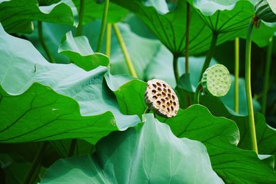 Close-up of butterfly on plant