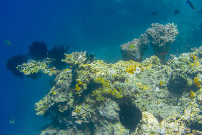 View of fish swimming underwater