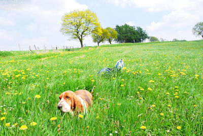 View of a dog on field