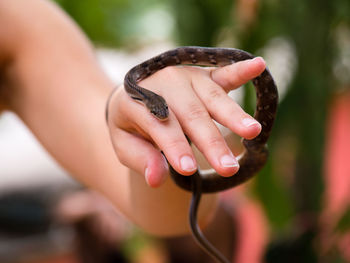 Portrait of snake on woman's hand