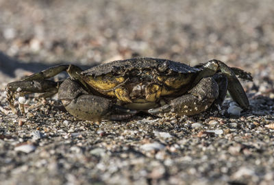 Close-up of crab on land