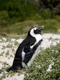 Close-up of penguin on field