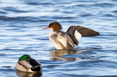 Common mergansers as winter guests on lake steinhuder meer in north germany