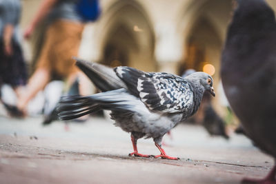 Close-up of bird