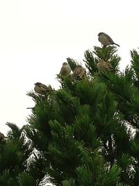 Low angle view of bird perching on pine tree