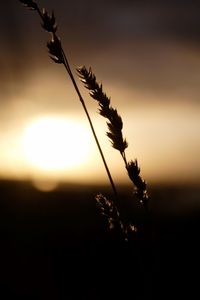 Close-up of plants at sunset