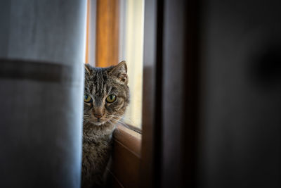 Portrait of cat by window at home