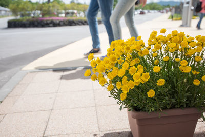 Low section of person with yellow flowers on sidewalk