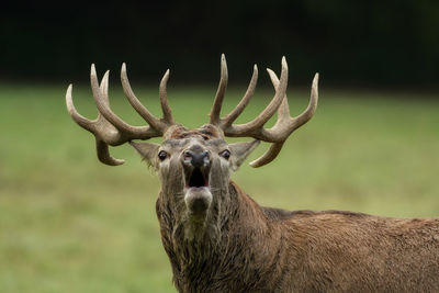 Portrait of stag standing on field
