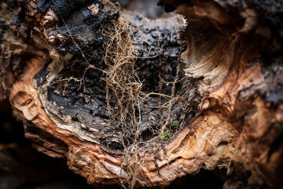 Close-up of tree trunk