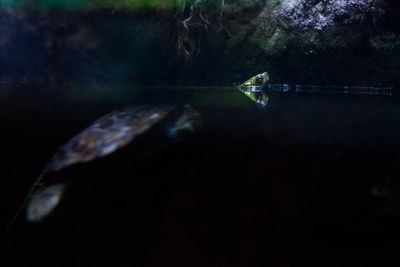 Close-up of fish swimming in water