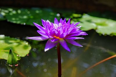 Close-up of water lily in lake