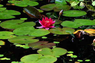 High angle view of lotus water lily in pond
