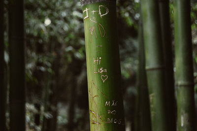 Close-up of text on tree trunk