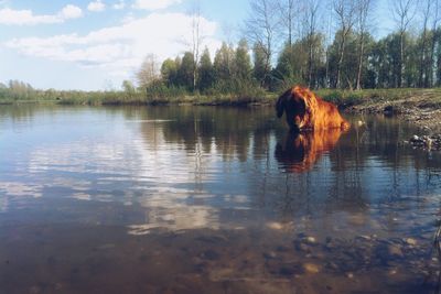 Reflection of trees in water