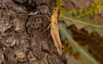 Close-up of insect on tree trunk