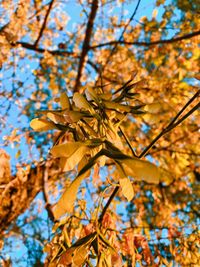 Low angle view of yellow maple leaves