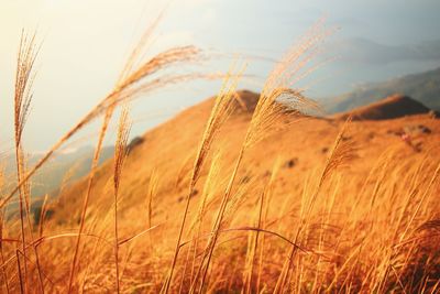 Close-up of grass on mountain during sunset