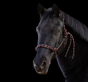Close-up of a horse against black background