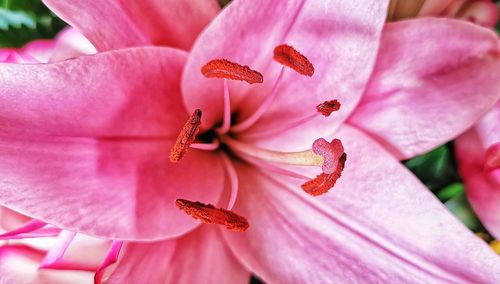 Close-up of pink flower