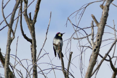 Low angle view of bird perching on tree against clear sky