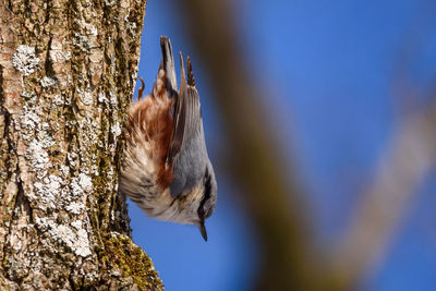 Low angle view of bird on tree trunk