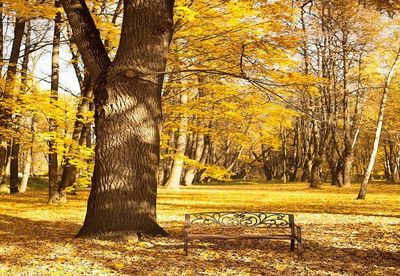 Trees in park during autumn