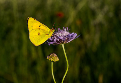 Close-up of butterfly on flower