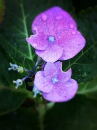 Close-up of pink flower