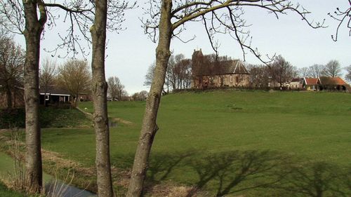 Trees on grassy field