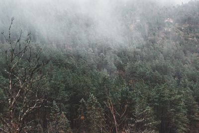 View of trees in forest