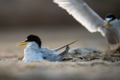 Little tern nesting in the swamp