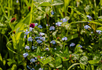 Close-up of honey bee on purple flowering plant