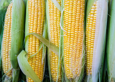 Fresh sweet corn cobs at a market stall.