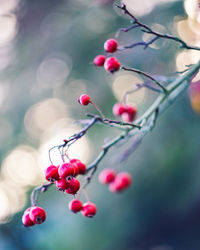 Close-up of red berries growing on tree