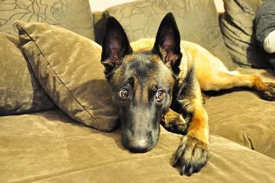 Close-up of dog lying on floor