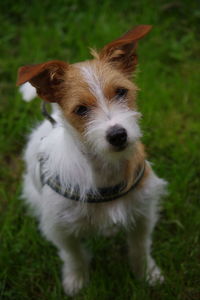 Close-up of dog on grassy field