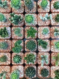 Directly above shot of various cactus plants growing at nursery