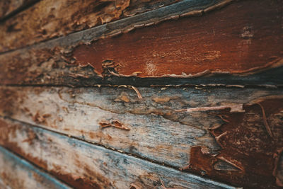 Full frame shot of tree trunk