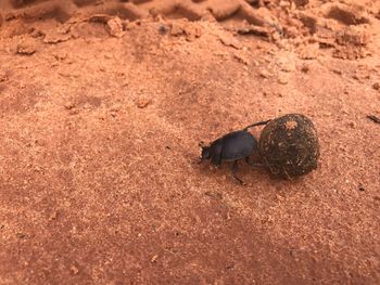 High angle view of insect on sand